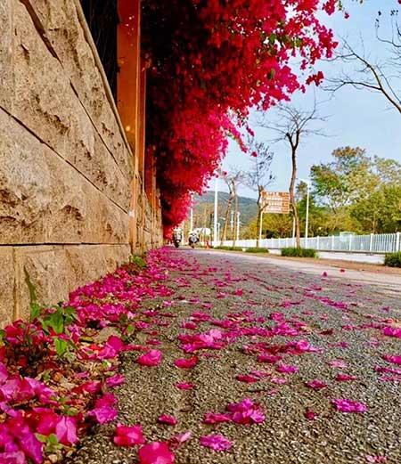 花卉三角梅的养护