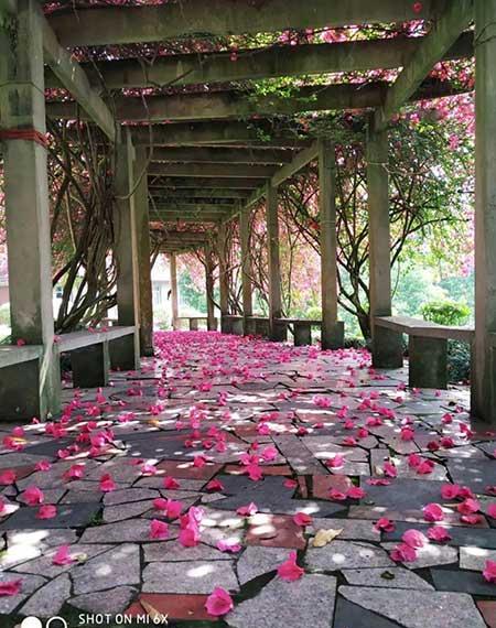 花卉三角梅的养护