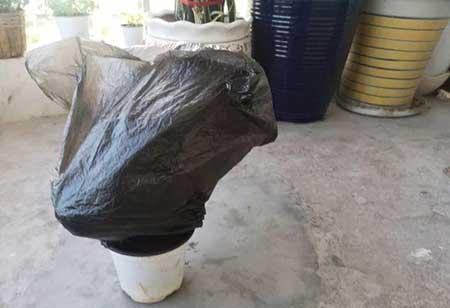 花卉三角梅的养护