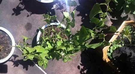 花卉三角梅的养护