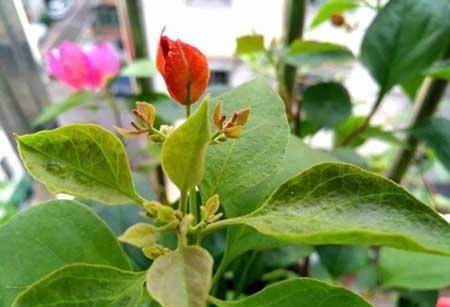 花卉三角梅的养护