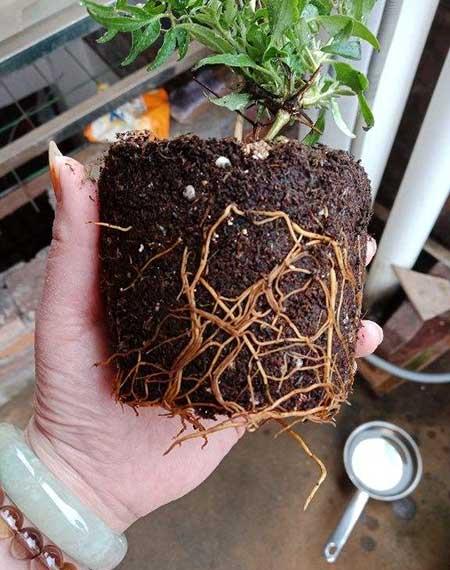 花卉如何养根