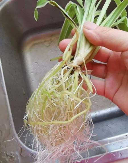 花卉如何养根