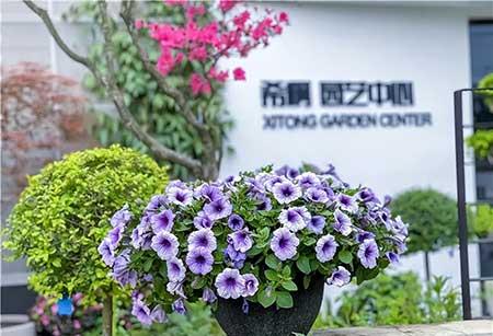 花卉批发租摆