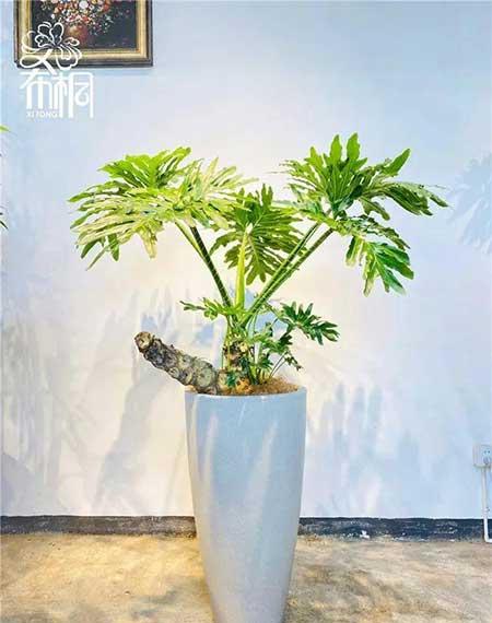 花卉批发租摆