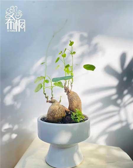 花卉批发租摆