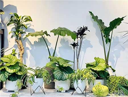 花卉批发租摆