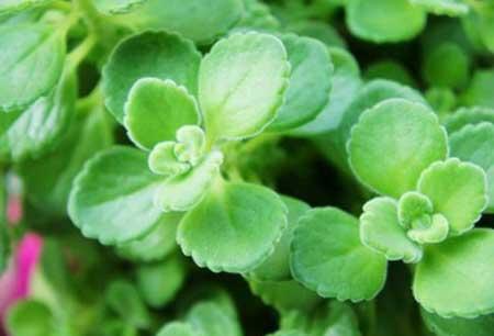 花卉碰碰香养护方法