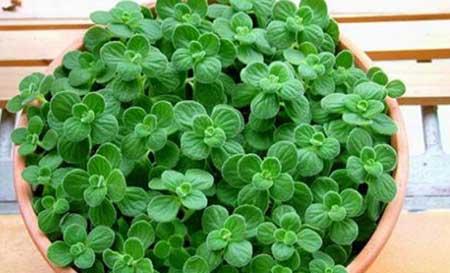 花卉碰碰香养护方法