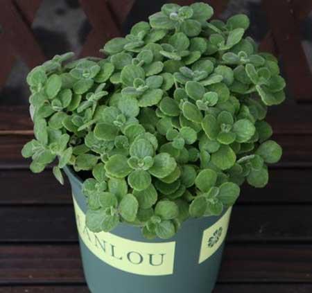 花卉碰碰香养护方法