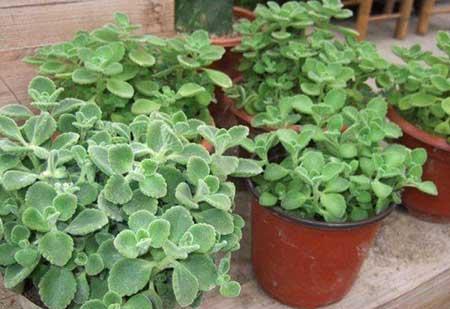 花卉碰碰香养护方法