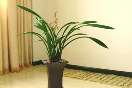 花卉墨兰的养殖方法