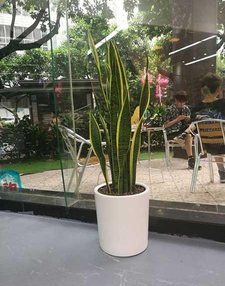 花卉绿植租摆效果图