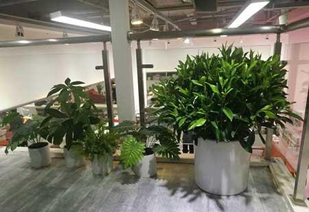 花卉绿植租摆效果图