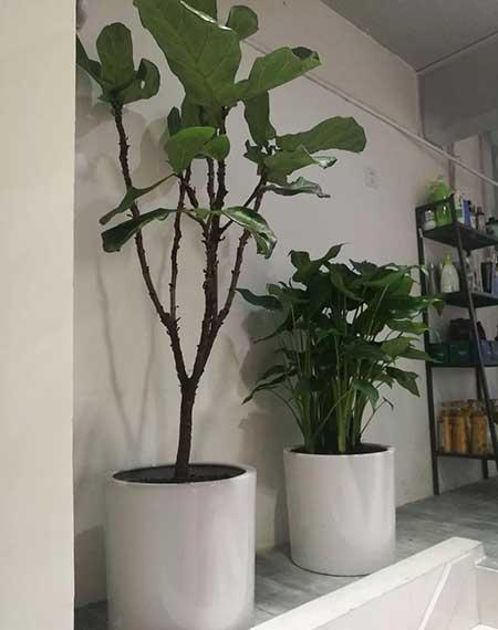 花卉绿植租摆效果图