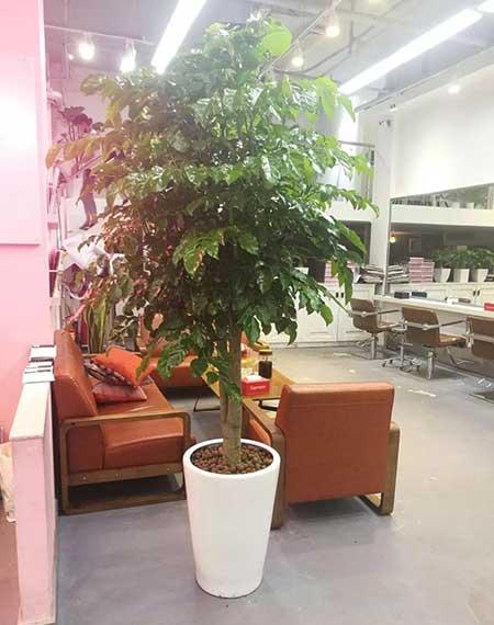 花卉绿植租摆效果图