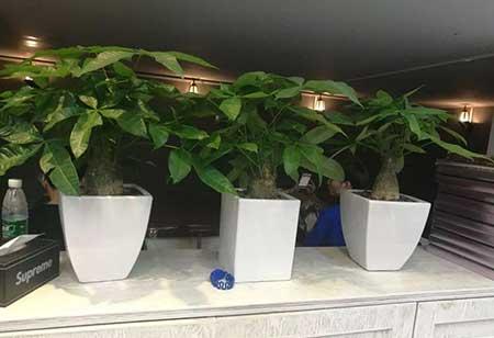 花卉绿植租摆效果图