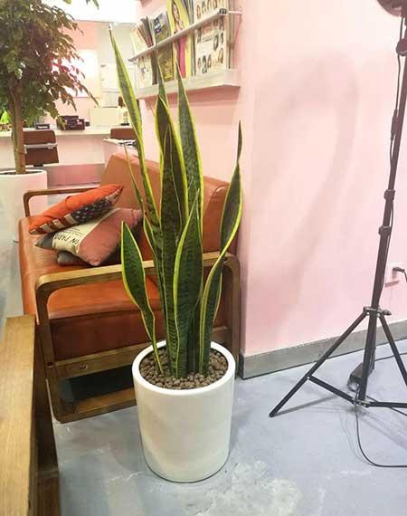 花卉绿植租摆效果图