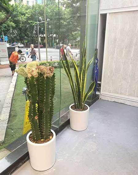 花卉绿植租摆效果图