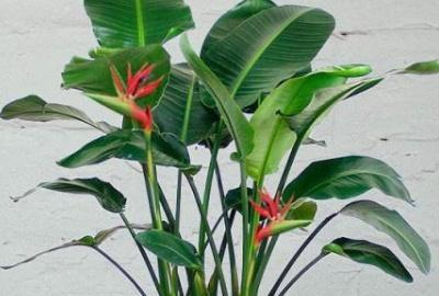花卉鹤望兰养殖方法