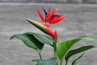 花卉鹤望兰养殖方法