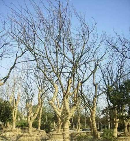 花草维护与保养