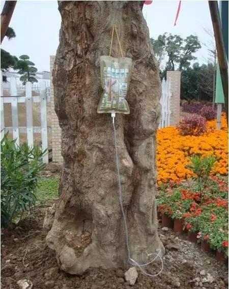 花草维护与保养