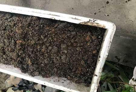 鸿运当头绿植好养活吗