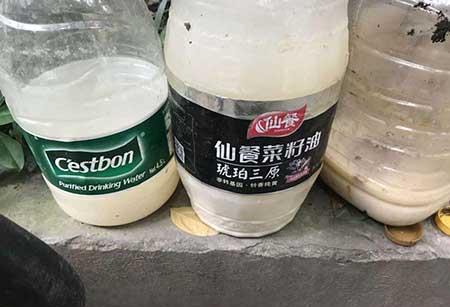 鸿运当头绿植好养活吗
