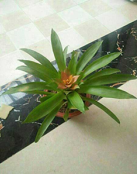 鸿运当头绿植好养活吗