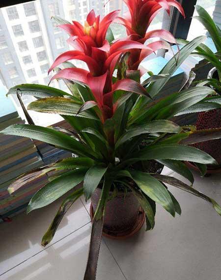 鸿运当头绿植好养活吗