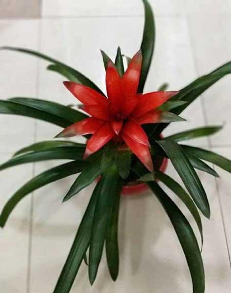 鸿运当头绿植好养活吗