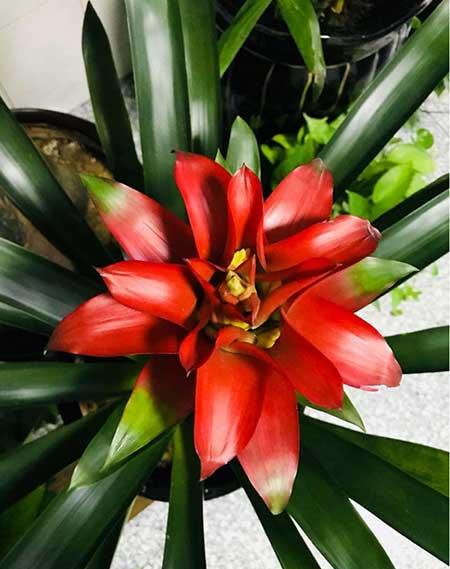 鸿运当头绿植好养活吗