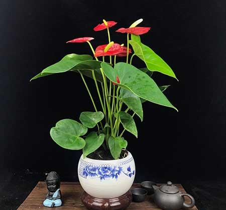 红掌绿植怎么养