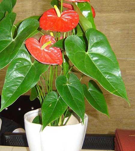 红掌绿植怎么养