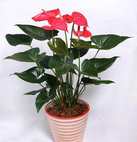红掌绿植怎么养