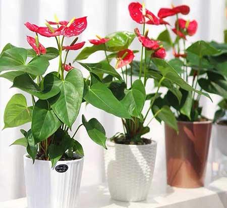 红掌花适合室内还是室外养
