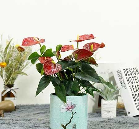 红掌花适合室内还是室外养