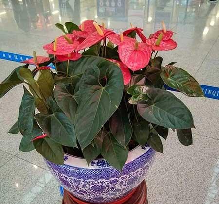 红掌花适合室内还是室外养