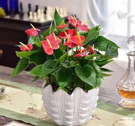 红掌花适合室内还是室外养