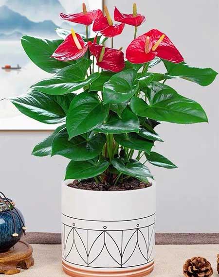 红掌花适合室内还是室外养