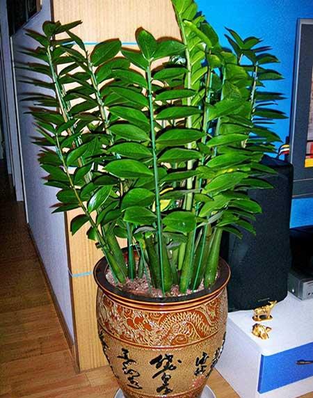 好运来的花怎么养殖