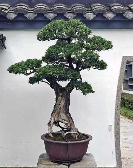 好运来的花怎么养殖