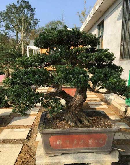 好运来的花怎么养殖