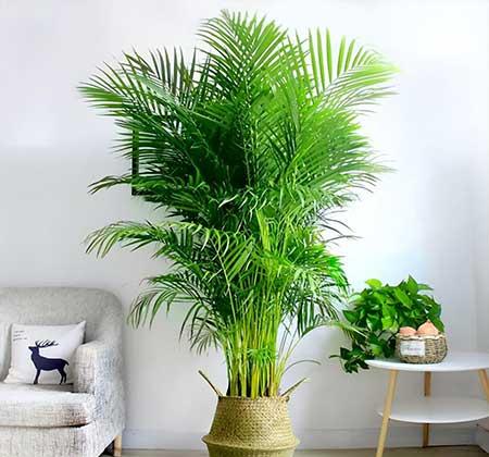 好养活的客厅大绿植