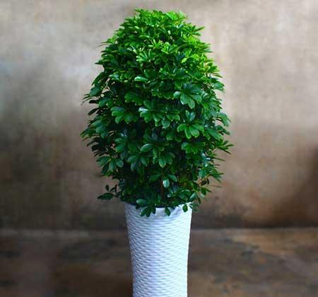 好养活的客厅大绿植