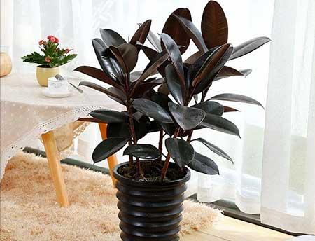 好养活的客厅大绿植