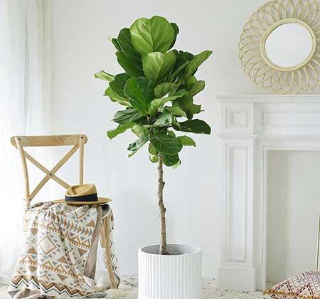 好养活的客厅大绿植