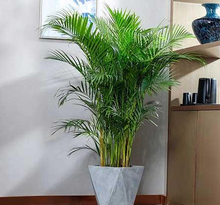 好养活的客厅大绿植