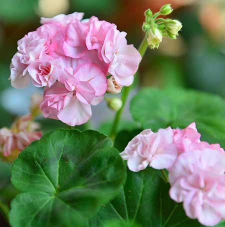 好看又容易养的花